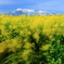 風吹きわたる菜の花畑と鳥海山