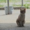 春の日に