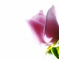 tulip　-flash works-