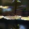 睡　夢