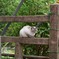ぺろりねこちゃん