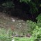 鹿見っけ