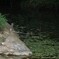 カワセミ家族〜子供