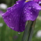 菖蒲　４