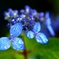 Metallic hydrangea