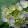 5月の紫陽花
