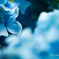 Blue.