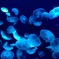 Under the sea