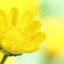 Brilliant Yellow I