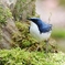 青い鳥、コルリ