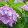 紫陽花