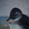 ペンギン