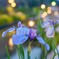 夕暮れ時の花見　３