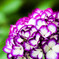 明月院 紫陽花