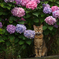 紫陽花と生真面目な猫
