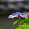 雨上がりの寺の紫陽花