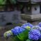 手水舎と紫陽花