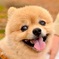 いぬ