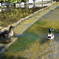 東公園 鴨