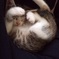 Biske Sleep
