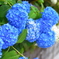 紫陽花