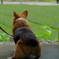 old dog
