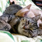 猫枕