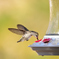 Hummingbird Feeder