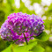 紫陽花