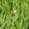 DSCN0527