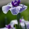 菖蒲