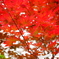 red reef