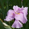 RosePink Iris