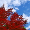red tree \ blue sky 