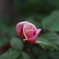 薔薇