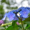 額紫陽花