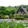 20150602宮地嶽神社 菖蒲 031