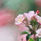 花霞 II