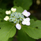 鎌倉の紫陽花