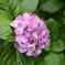 鎌倉の紫陽花