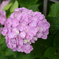 鎌倉の紫陽花