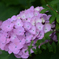 鎌倉の紫陽花