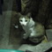 タイの猫