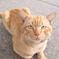タイの猫 3匹目