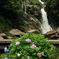 紫陽花と見帰りの滝