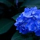 紫陽花