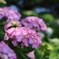 紫陽花祭り in権現堂
