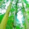 高野山