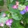 紫陽花