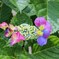 紫陽花